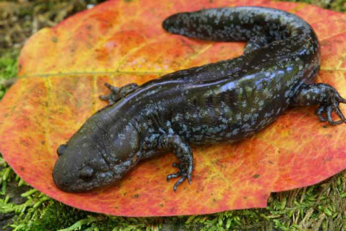 Mole Salamander